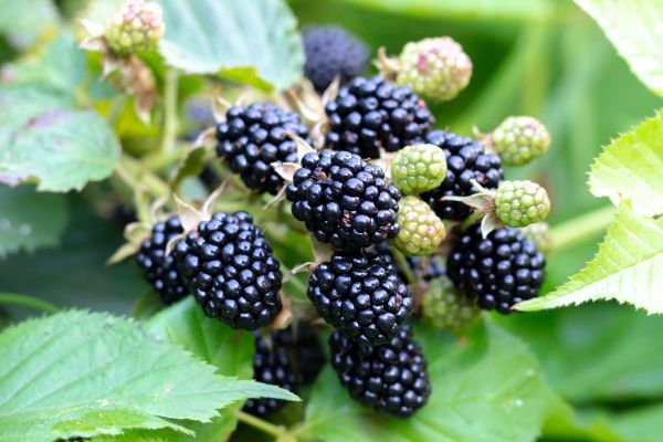Blackberry Bush Removal in Pleasanton
