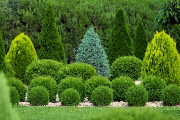 Bush Trimming Service in Pleasanton