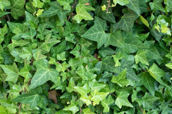 English Ivy Removal in Pleasanton