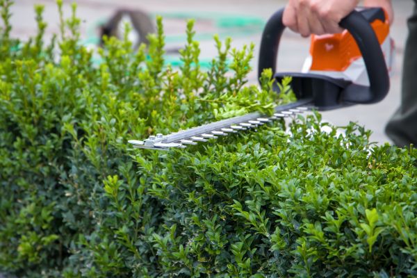 Hedge Pruning in Pleasanton