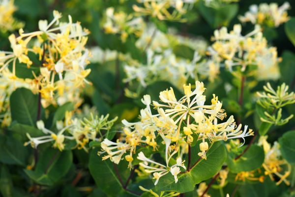 Honeysuckle Removal in Pleasanton