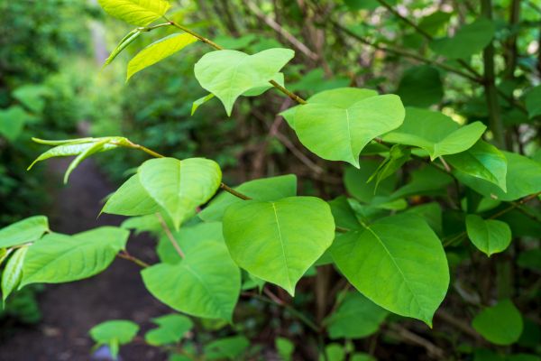 Invasive Plant Removal in Pleasanton