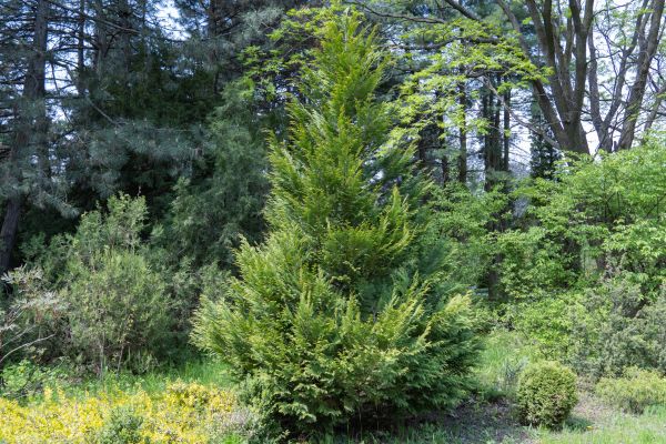 Juniper Pruning in Pleasanton