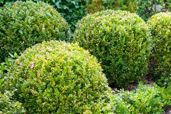 Landscape Trimming Service in Pleasanton