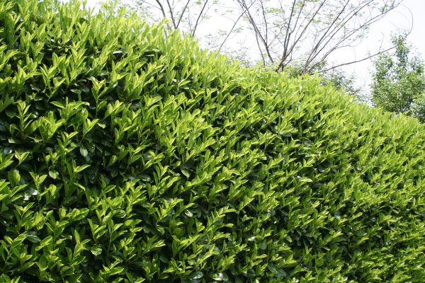 Laurel Removal in Pleasanton