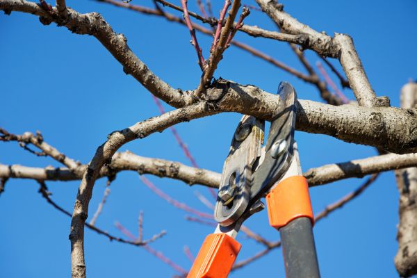 Pruning Service in Pleasanton
