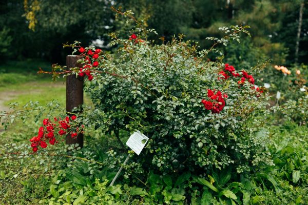 Rose Bush Removal in Pleasanton