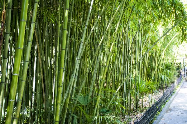 Bamboo Root Removal in Pleasanton