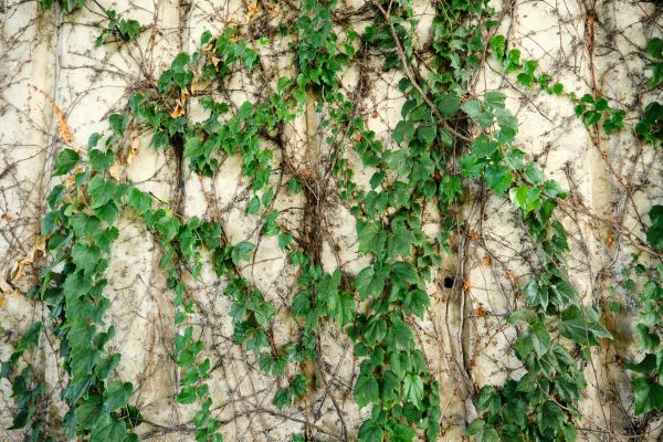 Vine Removal Service in Pleasanton