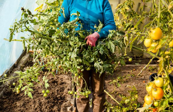 Cost of Garden Plant Removal in Pleasanton