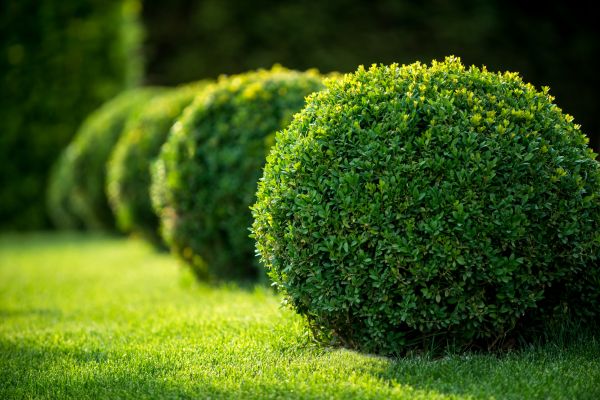 Bush Pruning in Pleasanton