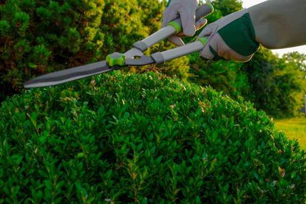 Cost of Topiary Shearing in Pleasanton