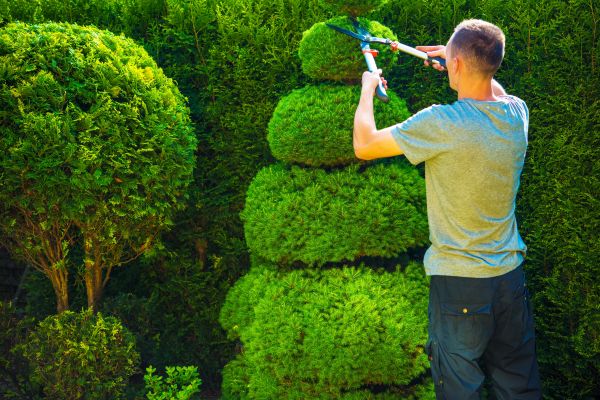 Cost of Topiary Shaping in Pleasanton
