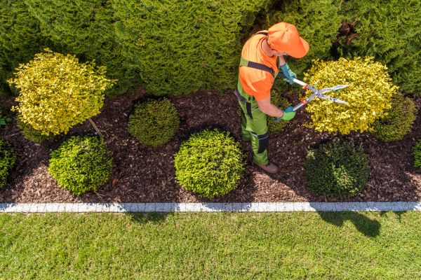 Topiary Trimming in Pleasanton