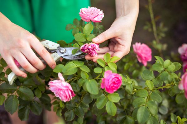 Cost of Rose Shearing in Pleasanton