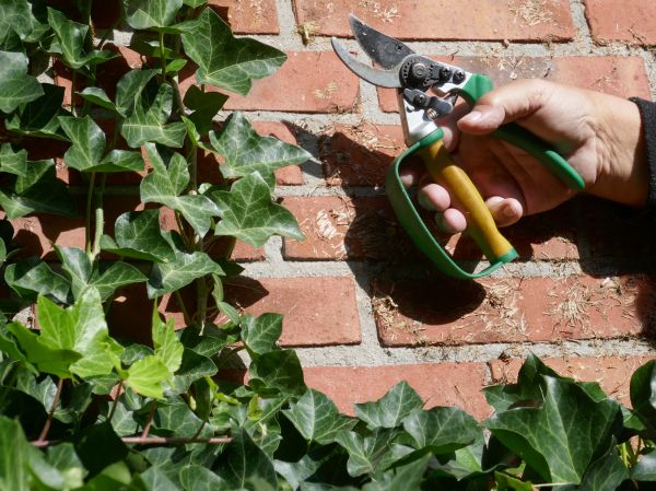 Ivy Removal Service in Pleasanton