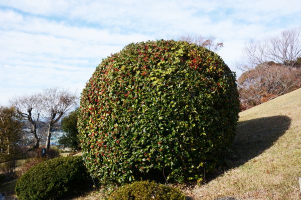 Holly Trimming in Pleasanton