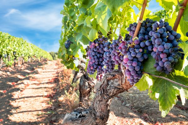 Grapevine Pruning in Pleasanton