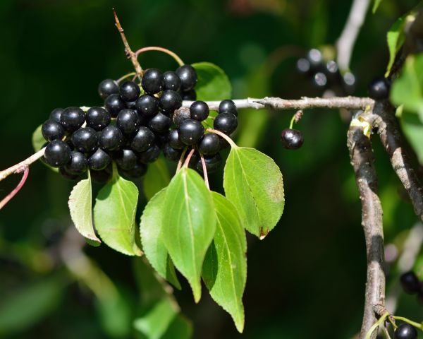 Buckthorn Removal in Pleasanton