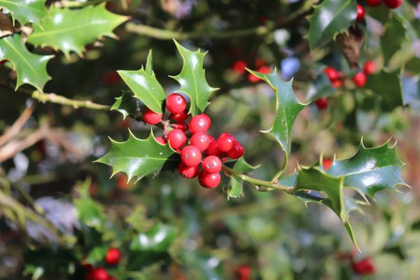 Holly Tree Trimming in Pleasanton