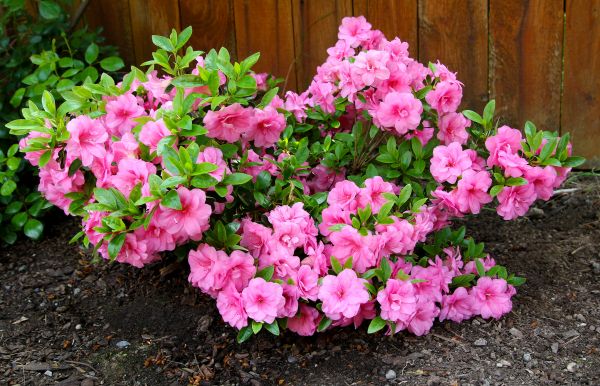 Cost of Azaleas Removal in Pleasanton