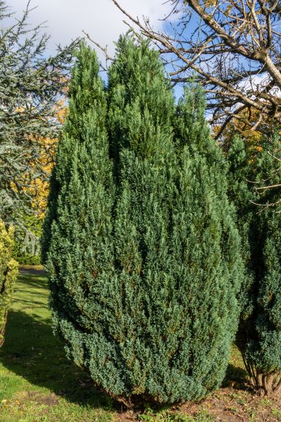 Juniper Trimming in Pleasanton