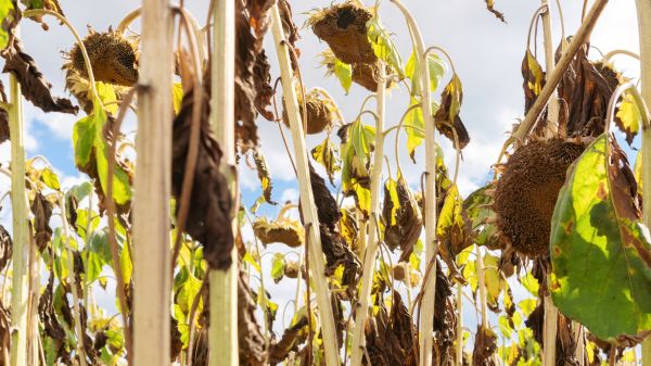 Cost of Dead Plant Removal in Pleasanton