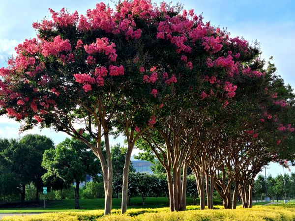 Crepe Myrtle Pruning in Pleasanton