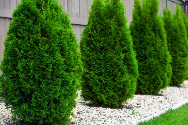 Arborvitae Pruning in Pleasanton