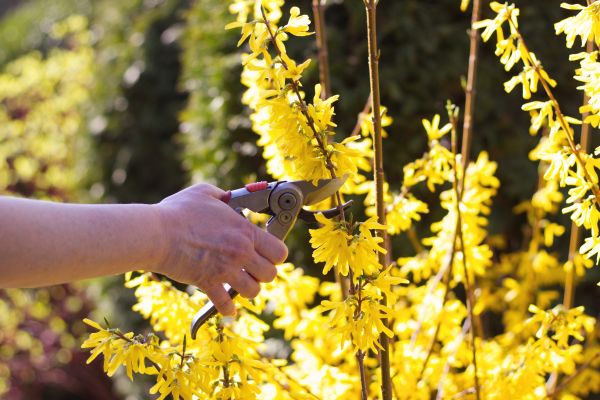 Forsythia Pruning in Pleasanton