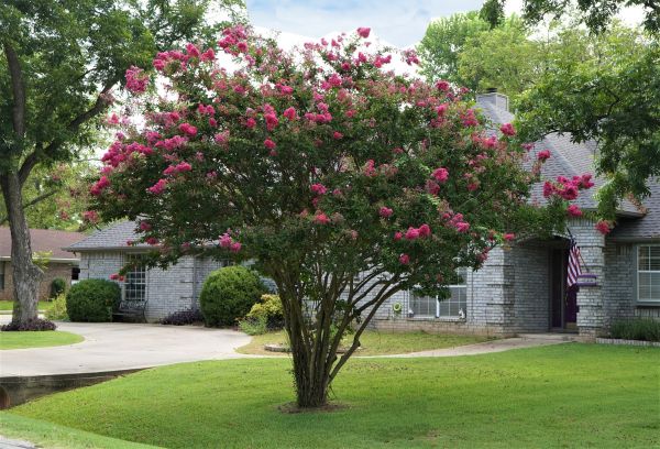 Crepe Myrtle Trimming in Pleasanton