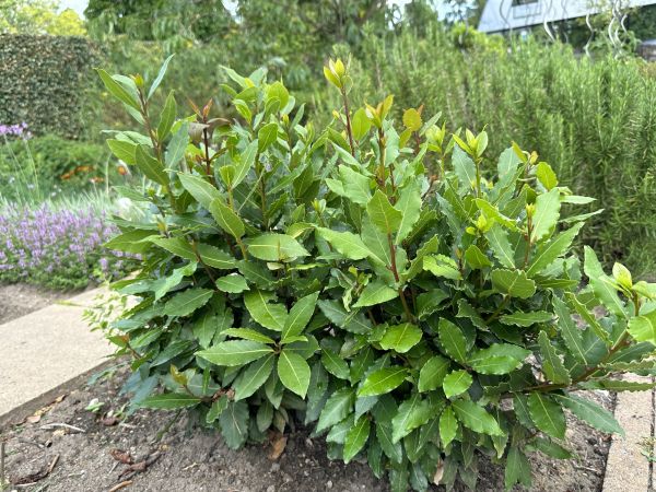 Cost of Laurel Hedge Removal in Pleasanton