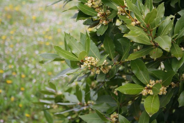 Laurel Trimming in Pleasanton
