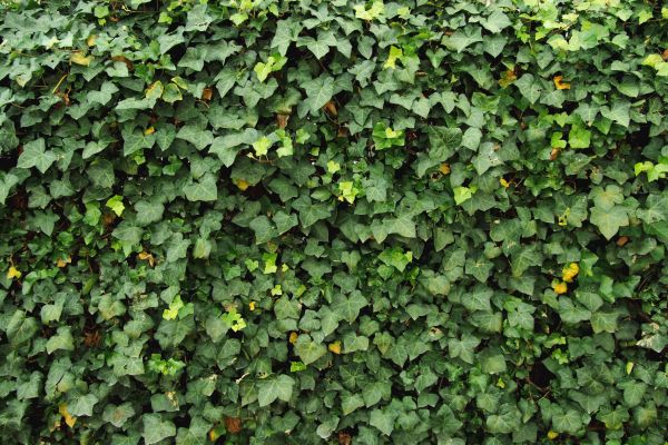 Cost of Ivy Pruning service in Pleasanton