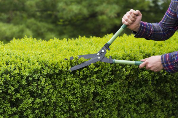 Evergreen Shrub Pruning in Pleasanton