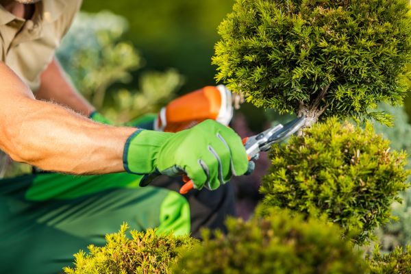 Landscape Pruning Service in Pleasanton