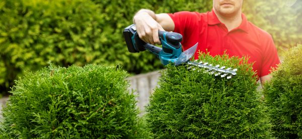 Cost of Hedge Shaping Service in Pleasanton