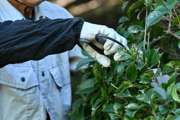 Holly Pruning in Pleasanton