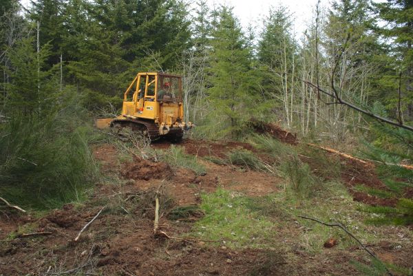 Cost of Shrubbery Clearing in Pleasanton