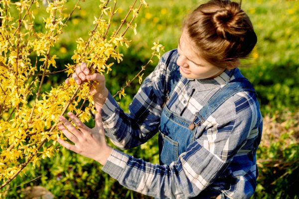 Forsythia Trimming in Pleasanton