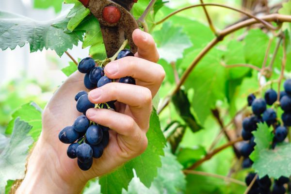 Vineyard Pruning in Pleasanton