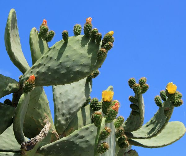 Cactus Removal in Pleasanton