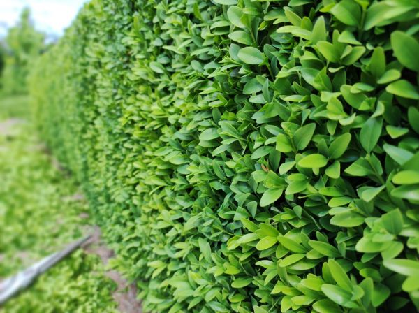 Boxwood Pruning in Pleasanton