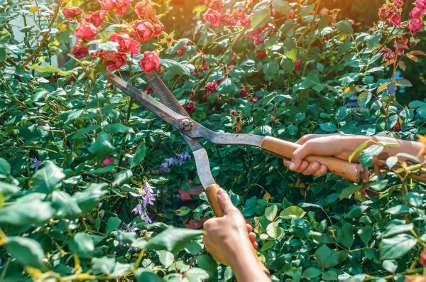 Knockout Roses Pruning in Pleasanton