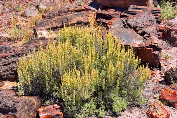 Sagebrush Removal in Pleasanton