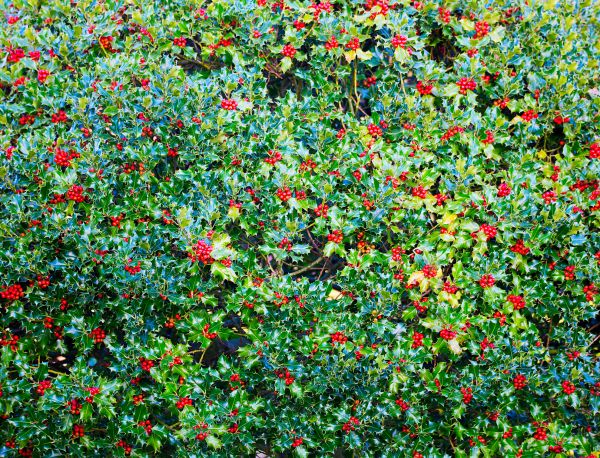 Holly Bush Removal in Pleasanton