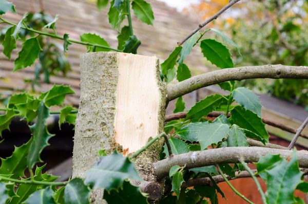 Holly Tree Removal in Pleasanton