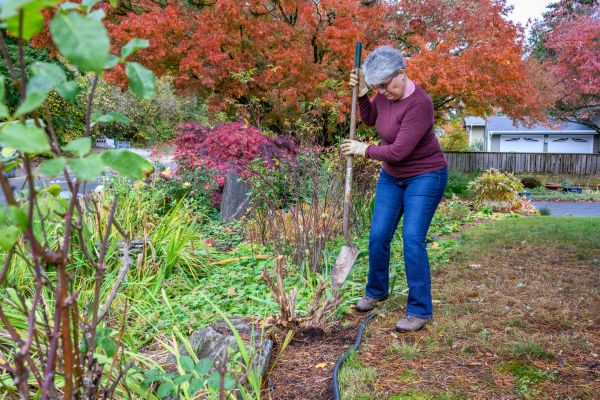 Dead Bush Removal in Pleasanton