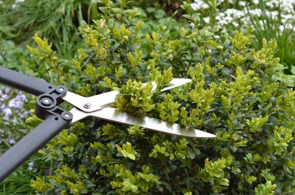 Boxwood Trimming in Pleasanton
