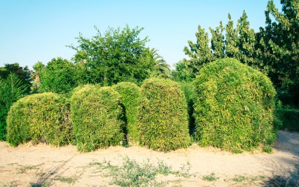 Cost of Bamboo Hedge Removal in Pleasanton